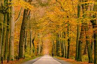 Der schöne Wald von Delden (2)