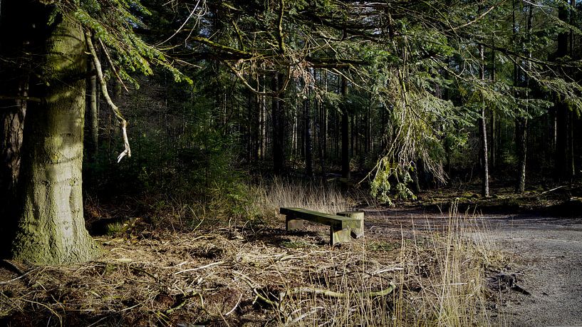 Bank im Wald von Esmée Kiezebrink