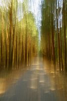 Piste cyclable dans la forêt