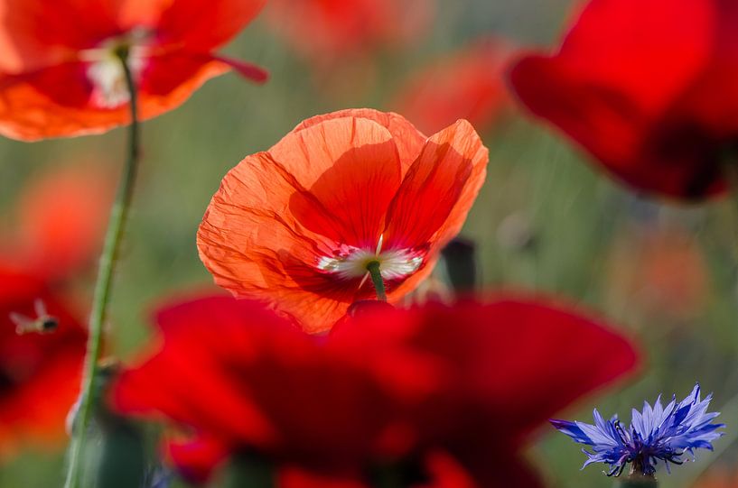 Klaproos by Yvonne van der Meij