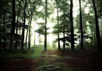 Licht in het donkere bos.