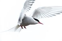 Arctic Tern