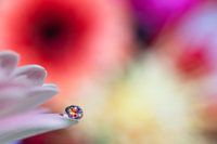 Goutte d'eau avec fleurs