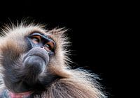 Gelada-Affe