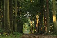 Rijsterbos - Bos- Friesland