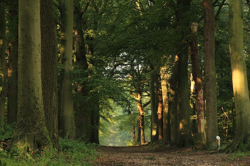 Rijsterbos - Bos- Friesland by Fotografie Sybrandy