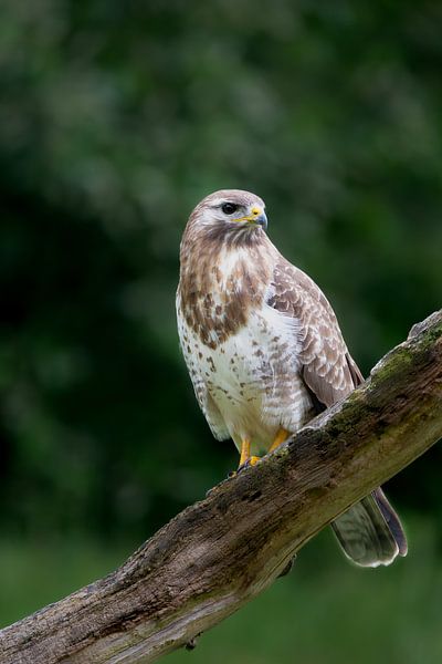 Buzzard sits in a nice strategic spot waiting for prey to arrive by Ria van den Broeke