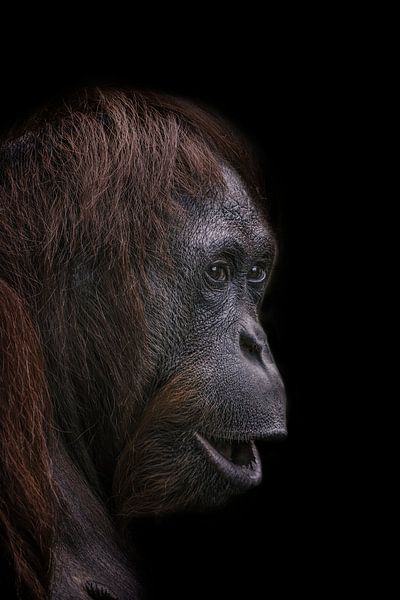 Portrait of Orang-utan on dark background version 2 by Ron Meijer Photo-Art