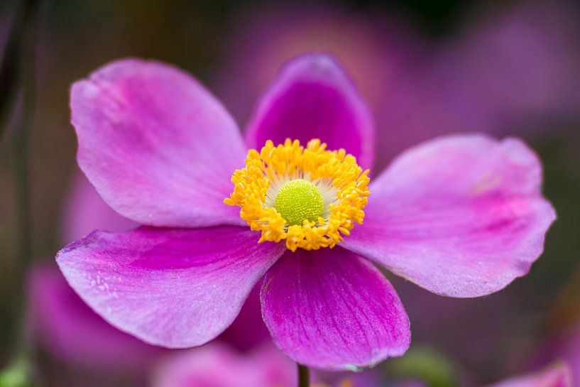 Même s'il est récupéré, vous pouvez encore briller ! par Monique van Helden