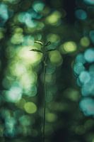 Auf dem Weg zum Gipfel der Welt.