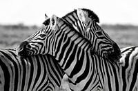 knuffelende zebra's