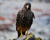 Falkland Caracara op een steen