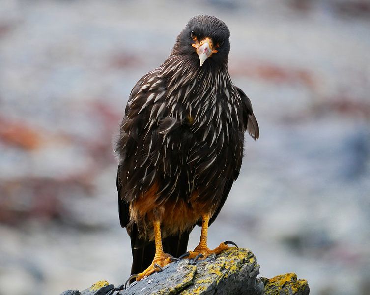 Falkland Caracara op een steen by Remco van Kampen
