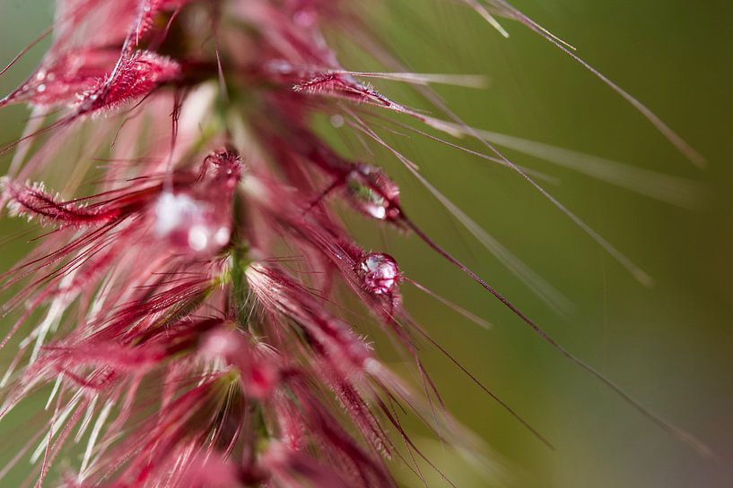 Raindrop by Leontien van der Linden - Wapenaar