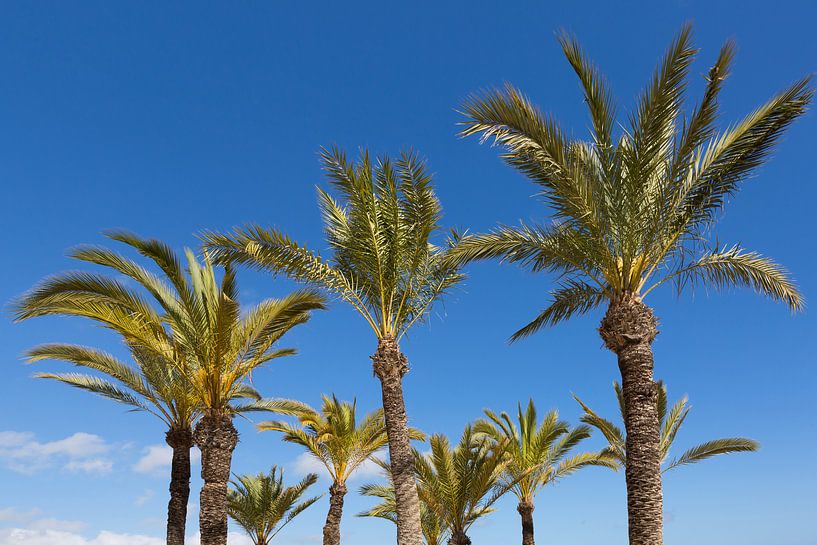 Les palmiers par Frank Herrmann