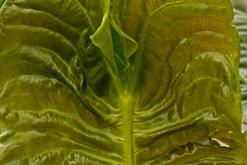 leaf von Wijbe Visser