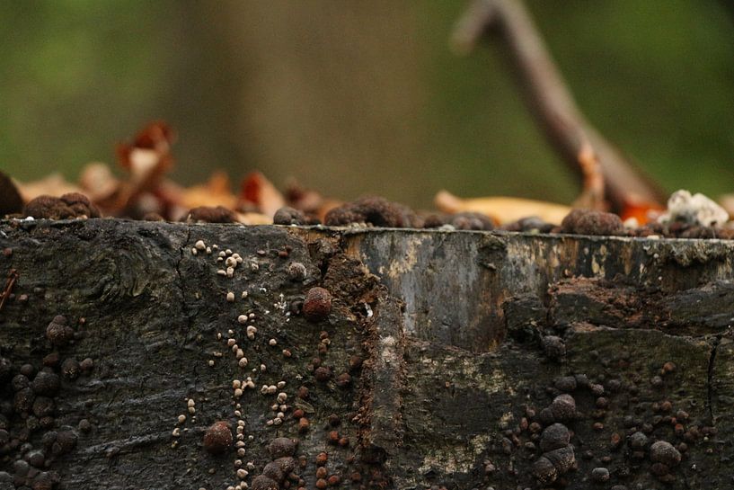 Boomstam met blaadjes en paddenstoeltjes by Charissa Oudejans