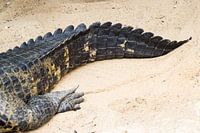 Ein Krokodilschwanz im Sand