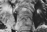 Elefanten