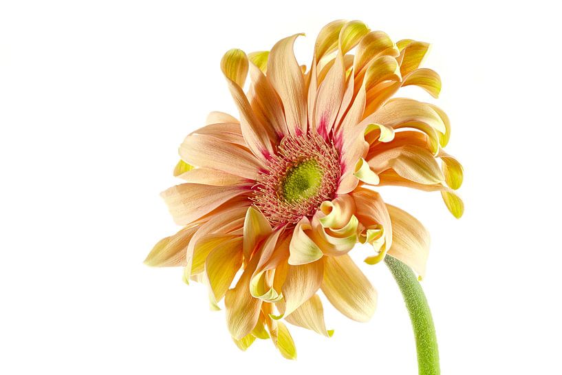 GERBERA PASTA ROSATA von Tanja van Beuningen