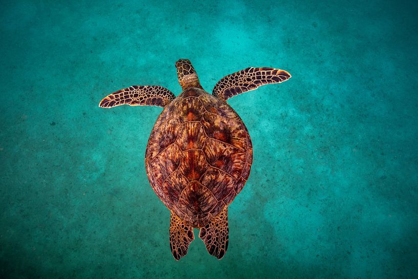 Schildkröte von Matthias Spartz