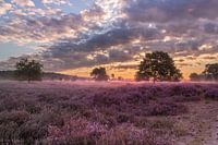 Bloeiende heide Loonse en Drunense duinen