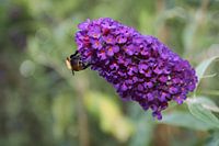 Sommerernte - Biene auf lila Blüte