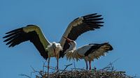 Stork
