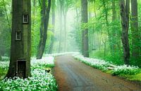 Forêt de conte de fées