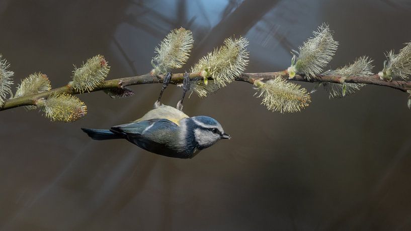 Upside down into spring by Ard Jan Grimbergen