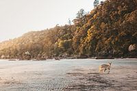 Wallaby am Strand in Australien