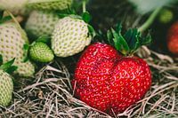 Rote Erdbeere neben grünen Erdbeeren