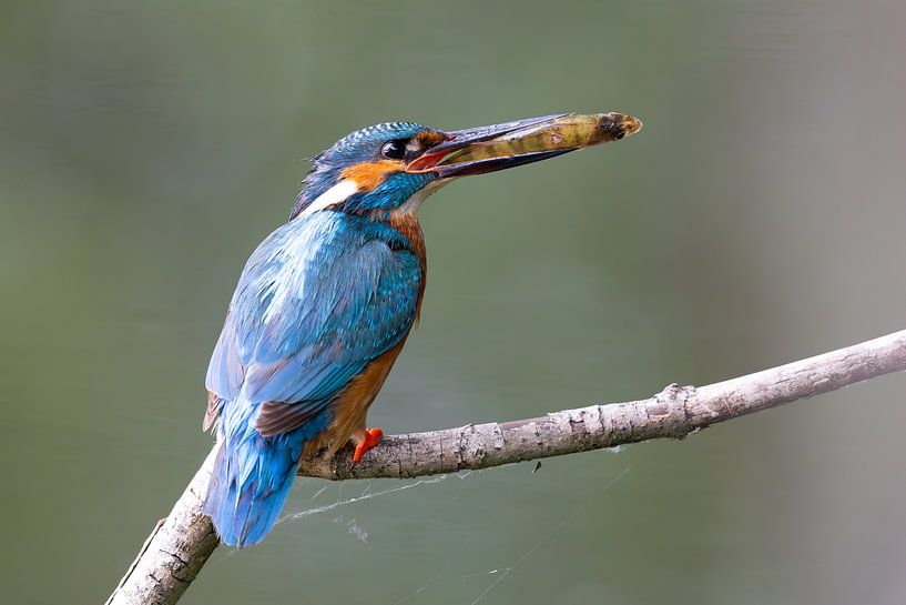 Martin-pêcheur mâle sur une branche avec un perchoir par Martijn Smit