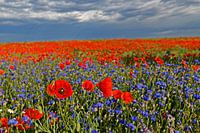 Feld mit blühendem Mohn und Kornblumen