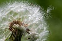Dandelion very close