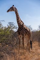 Photos taken during our three-week tour of South Africa