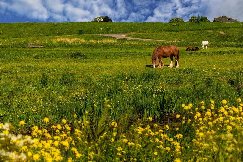 Niederländische Landschaften. von Brian Morgan