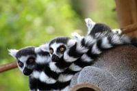Ringelschwanzlemur