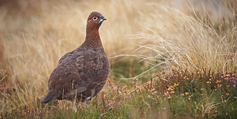 The Famous Grouse by Arjan Oosterom