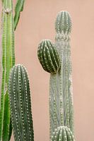 Cactus pour mur rose