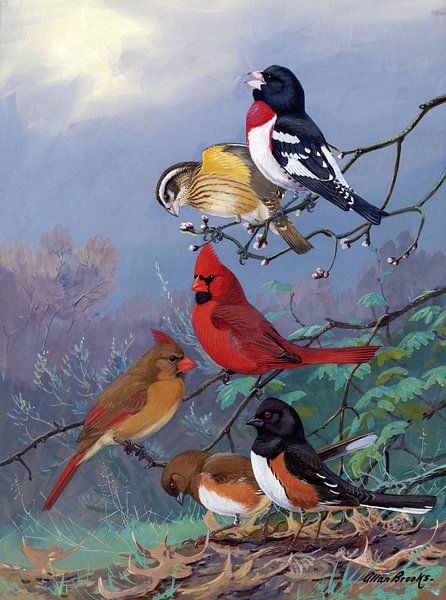 Allan Brooks,Roosbrust-bigmouth, Cardinal, Towbee par finemasterpiece