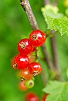 Rote Strombeeren String