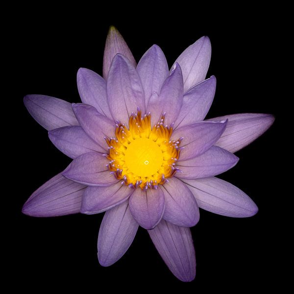 Schöne Lotosblume von Joost Potma