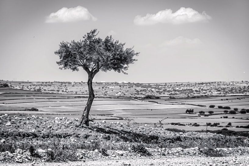 Einsamer Baum auf dem Lande von Art & Soul Creations