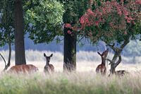 Cerfs rouges dans le Weerterbos