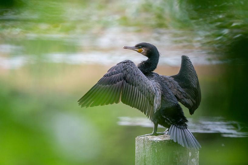 Cormorant in dreamland by Uwe Ulrich Grün