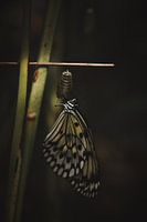 Vom Kokon zum Schmetterling