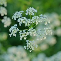 Fluteswort, Dutch side along roadsides 4