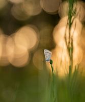 Schmetterling in einer Landschaft aus Bokeh