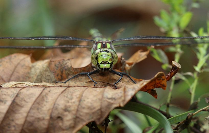 Blaugrüne Mosaikjungfer von Matthias Brix